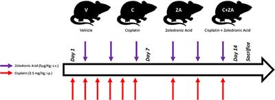 Bisphosphonate Treatment Ameliorates Chemotherapy-Induced Bone and Muscle Abnormalities in Young Mice